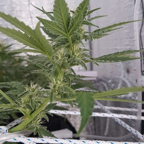 Pequeña Gran Marley growlog timeline photo