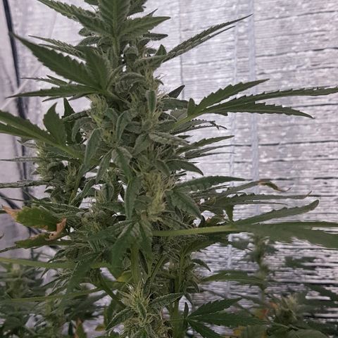 Pequeña Gran Marley growlog timeline photo