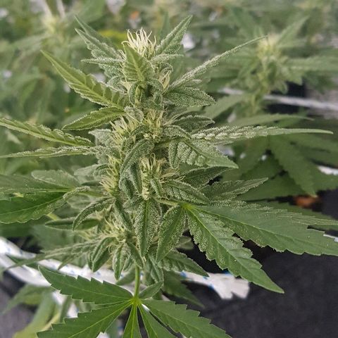 Pequeña Gran Marley growlog timeline photo
