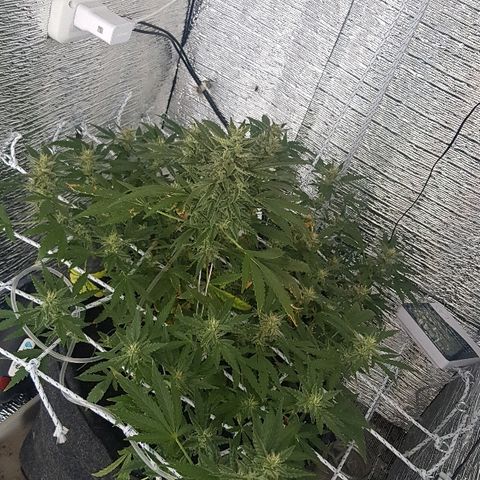 Pequeña Gran Marley growlog timeline photo