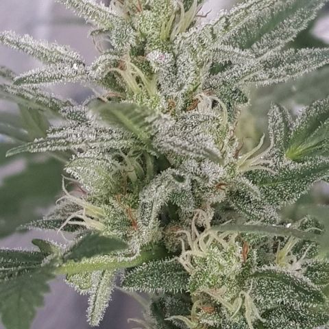 Pequeña Gran Marley growlog timeline photo