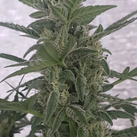 Pequeña Gran Marley growlog timeline photo