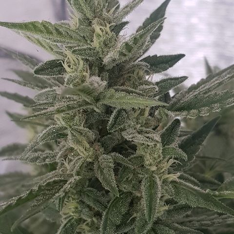 Pequeña Gran Marley growlog timeline photo