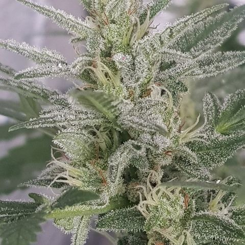 Pequeña Gran Marley growlog timeline photo