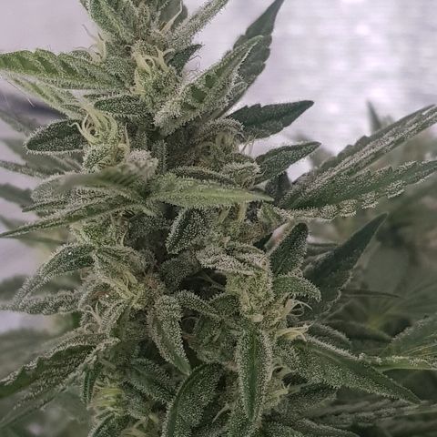 Pequeña Gran Marley growlog timeline photo