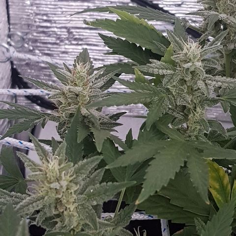 Pequeña Gran Marley growlog timeline photo