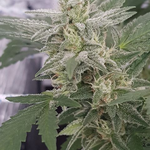 Pequeña Gran Marley growlog timeline photo