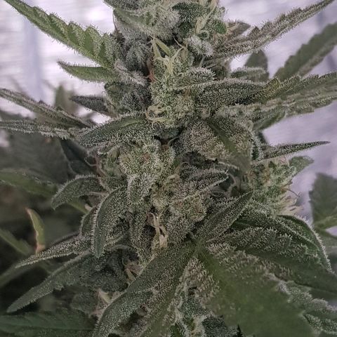Pequeña Gran Marley growlog timeline photo