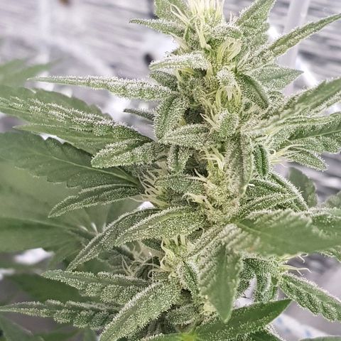 Pequeña Gran Marley growlog timeline photo