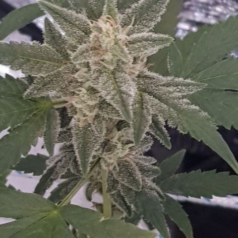 Pequeña Gran Marley growlog timeline photo
