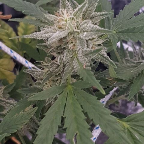 Pequeña Gran Marley growlog timeline photo