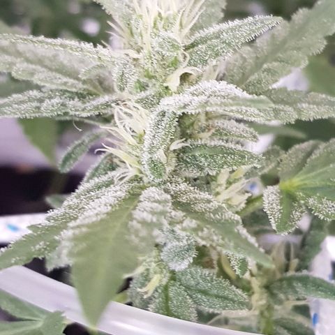 Pequeña Gran Marley growlog timeline photo