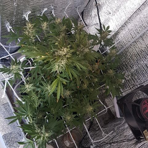Pequeña Gran Marley growlog timeline photo