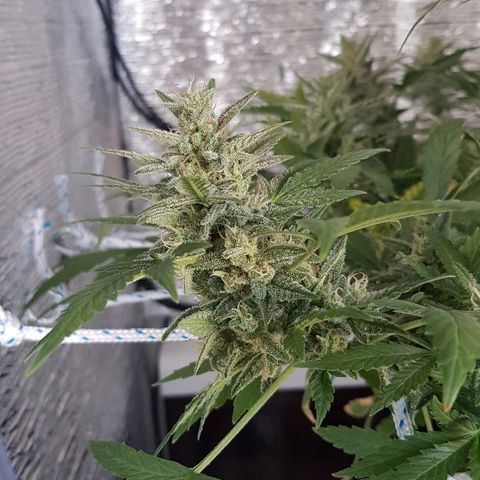Pequeña Gran Marley growlog timeline photo