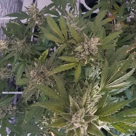 Pequeña Gran Marley growlog timeline photo