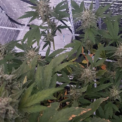 Pequeña Gran Marley growlog timeline photo