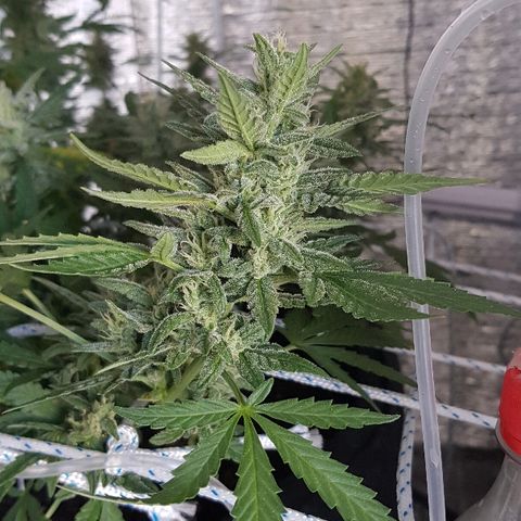 Pequeña Gran Marley growlog timeline photo