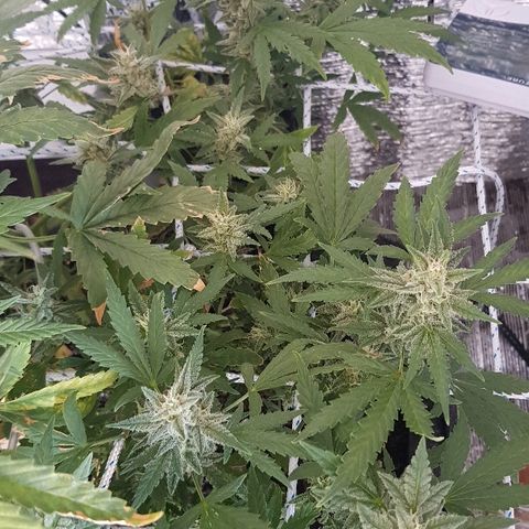 Pequeña Gran Marley growlog timeline photo