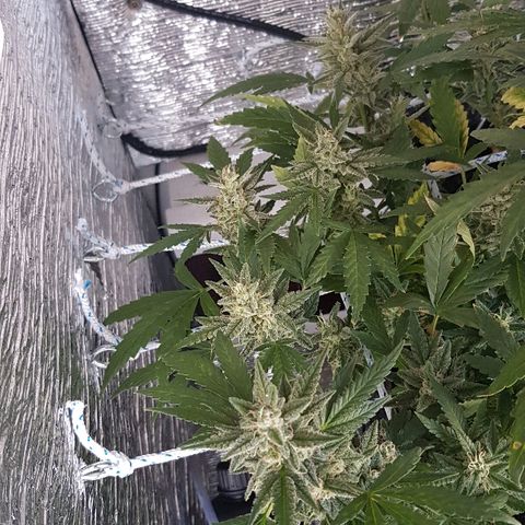 Pequeña Gran Marley growlog timeline photo