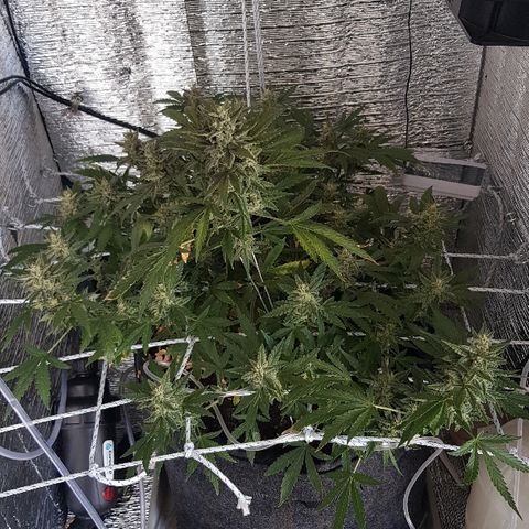 Pequeña Gran Marley growlog timeline photo
