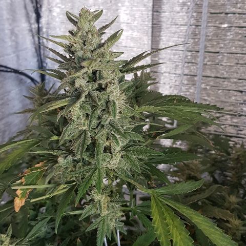 Pequeña Gran Marley growlog timeline photo