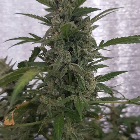 Pequeña Gran Marley growlog timeline photo