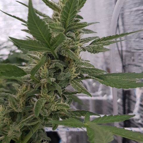 Pequeña Gran Marley growlog timeline photo