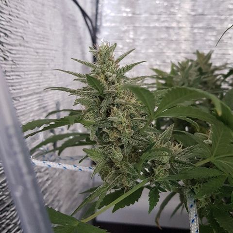 Pequeña Gran Marley growlog timeline photo
