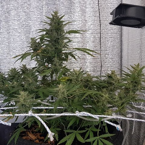 Pequeña Gran Marley growlog timeline photo