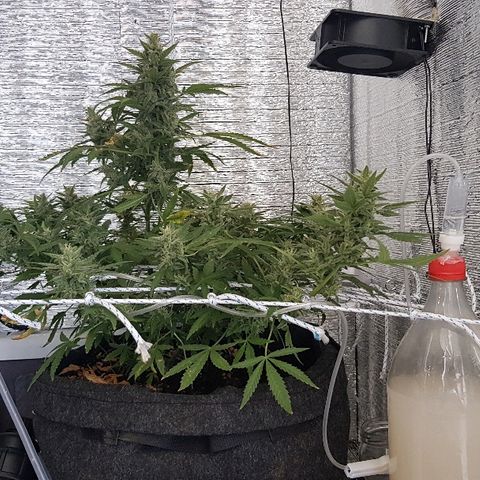Pequeña Gran Marley growlog timeline photo