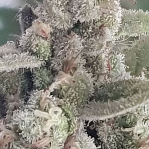 Pequeña Gran Marley growlog timeline photo