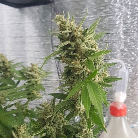 Pequeña Gran Marley growlog timeline photo