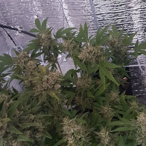 Pequeña Gran Marley growlog timeline photo