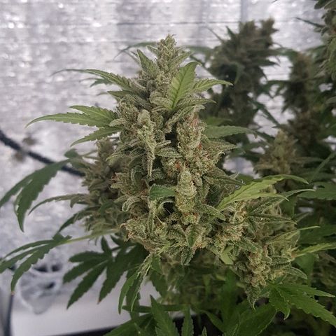 Pequeña Gran Marley growlog timeline photo