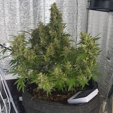 Pequeña Gran Marley growlog timeline photo