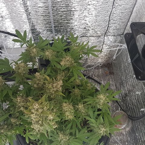 Pequeña Gran Marley growlog timeline photo