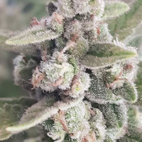 Pequeña Gran Marley growlog timeline photo