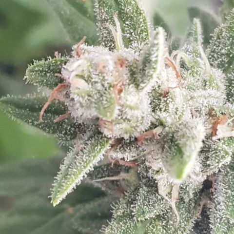 Pequeña Gran Marley growlog timeline photo