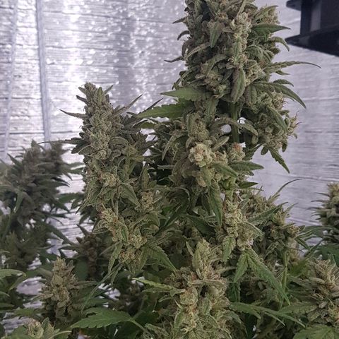 Pequeña Gran Marley growlog timeline photo