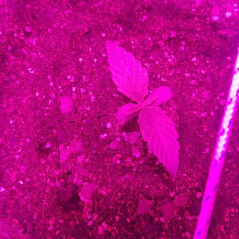 Gran Royal growlog timeline photo