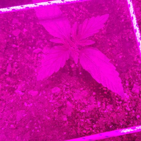 Gran Royal growlog timeline photo