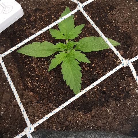 Gran Royal growlog timeline photo