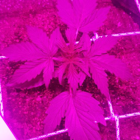 Gran Royal growlog timeline photo