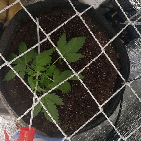 Gran Royal growlog timeline photo