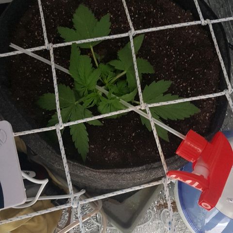 Gran Royal growlog timeline photo