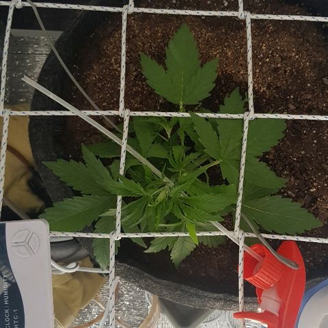 Gran Royal growlog timeline photo