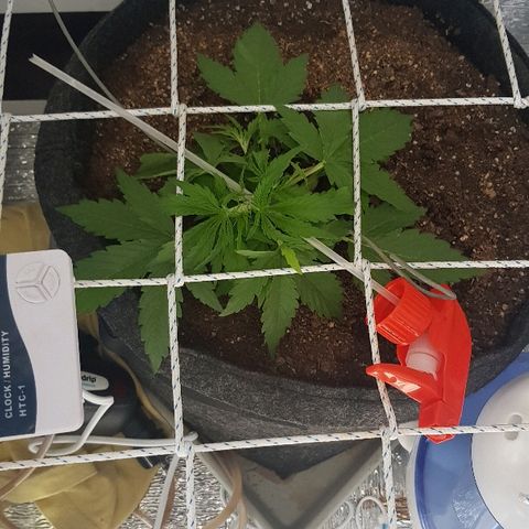 Gran Royal growlog timeline photo