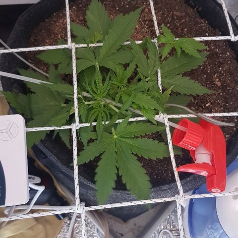 Gran Royal growlog timeline photo