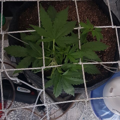 Gran Royal growlog timeline photo