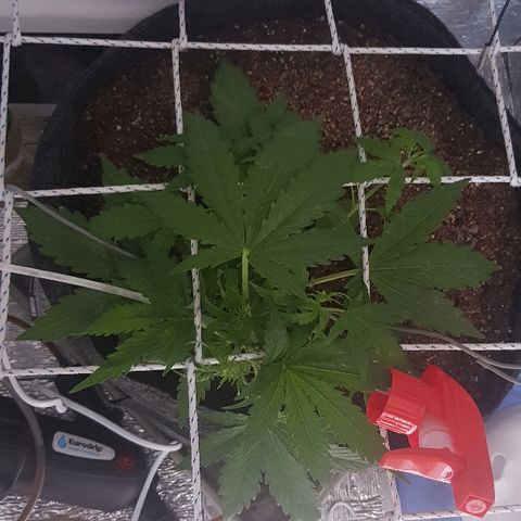 Gran Royal growlog timeline photo